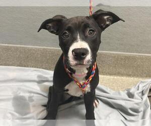 American Pit Bull Terrier-Unknown Mix Dogs for adoption in Las Vegas, NV, USA