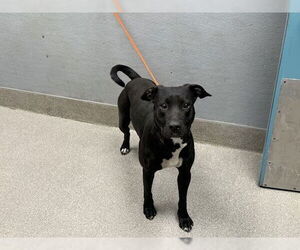 American Pit Bull Terrier-Unknown Mix Dogs for adoption in Las Vegas, NV, USA