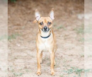 Chihuahua Dogs for adoption in Cumming, GA, USA