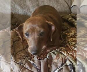 Dachshund Dogs for adoption in Batavia, OH, USA