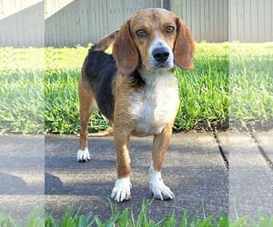 Beagle Dogs for adoption in Dunnellon, FL, USA