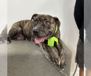 American Pit Bull Terrier-Labrador Retriever Mix Dogs for adoption in Marina Del Rey, CA, USA