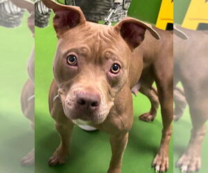 Mutt Dogs for adoption in Rustburg, VA, USA