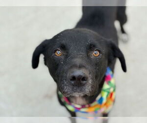 Labrador Retriever-Unknown Mix Dogs for adoption in Tulsa, OK, USA