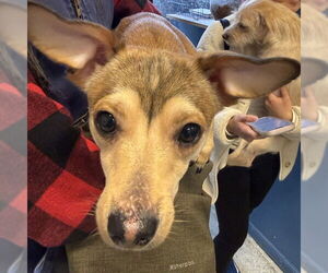 Chihuahua-Unknown Mix Dogs for adoption in Alameda, CA, USA