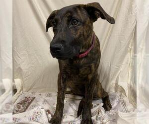 Mastiff-Unknown Mix Dogs for adoption in Modesto, CA, USA