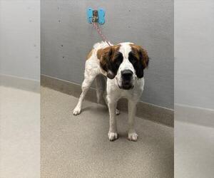 Saint Bernard-Unknown Mix Dogs for adoption in Las Vegas, NV, USA