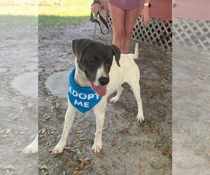 Pointer-Unknown Mix Dogs for adoption in Varnville, SC, USA