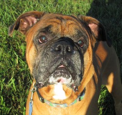 Boxer Dogs for adoption in Centerton, AR, USA