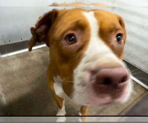 American Pit Bull Terrier Dogs for adoption in San Bernardino, CA, USA