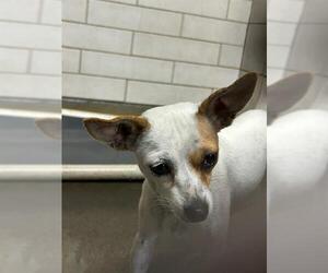 Chihuahua Dogs for adoption in Stockton, CA, USA