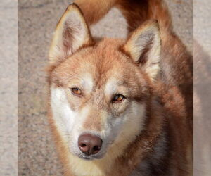 - Mix Dogs for adoption in Huntley, IL, USA