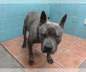 American Pit Bull Terrier-Unknown Mix Dogs for adoption in Downey, CA, USA