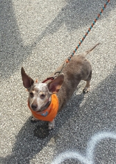 Chiweenie Dogs for adoption in FAIRLAWN, OH, USA