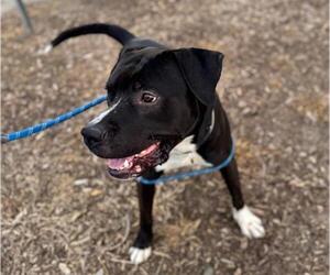 American Pit Bull Terrier-Unknown Mix Dogs for adoption in Martinez, CA, USA