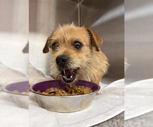 Fox Terrier (Toy) Dogs for adoption in Sugar Land, TX, USA