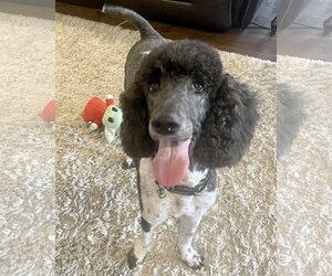 Poodle (Standard) Dogs for adoption in Corona, CA, USA