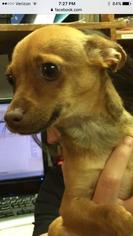 Chihuahua Dogs for adoption in Rincon, GA, USA