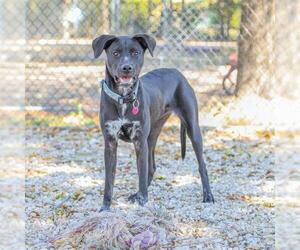 Labrador Retriever-Unknown Mix Dogs for adoption in Waco, TX, USA