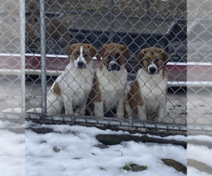 Collie-Saint Bernard Mix Dogs for adoption in Unionville, PA, USA