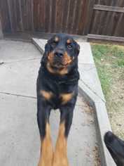 Rottweiler Dogs for adoption in Livermore, CA, USA