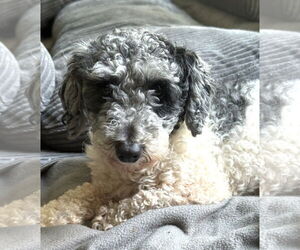 Poodle (Miniature) Dogs for adoption in Wheaton, IL, USA