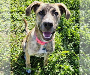 Bullboxer Pit Dogs for adoption in Princeton, MN, USA