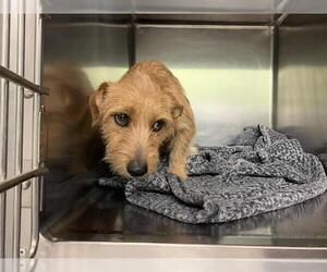 Mutt Dogs for adoption in Grand Prairie, TX, USA