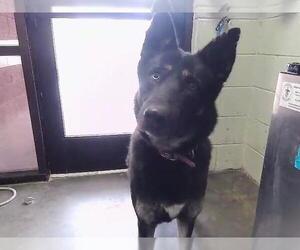 Gerberian Shepsky Dogs for adoption in Tulsa, OK, USA