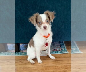 Chihuahua-Unknown Mix Dogs for adoption in Grafton, WI, USA