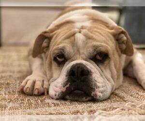 Bulldog Dogs for adoption in Tuscaloosa, AL, USA