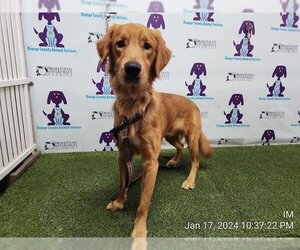Golden Retriever Dogs for adoption in Orlando, FL, USA