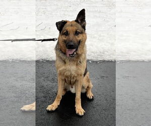 German Shepherd Dog Dogs for adoption in Millburn, NJ, USA