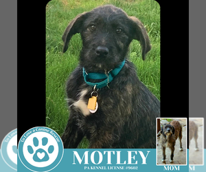 Scottish Deerhound-Unknown Mix Dogs for adoption in Kimberton, PA, USA