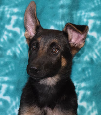 Medium Photo #1 German Shepherd Dog-Unknown Mix Puppy For Sale in Eureka, CA, USA