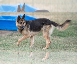 German Shepherd Dog Dogs for adoption in Minneapolis, MN, USA