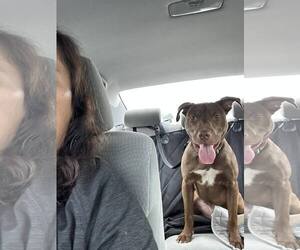 Mutt Dogs for adoption in Martinsburg, WV, USA