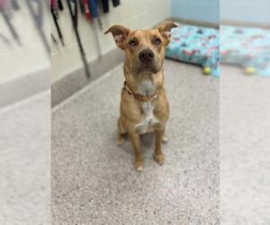 Mutt Dogs for adoption in Brighton, CO, USA