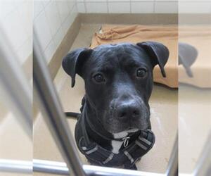 American Pit Bull Terrier Dogs for adoption in Derwood, MD, USA