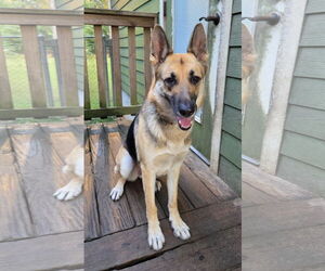 German Shepherd Dog Dogs for adoption in Magnolia Springs, AL, USA