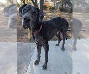 Great Dane Dogs for adoption in San Antonio, TX, USA