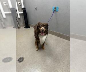 Border Collie-Unknown Mix Dogs for adoption in Las Vegas, NV, USA