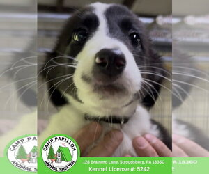 Border Collie-Unknown Mix Dogs for adoption in Stroudsburg, PA, USA
