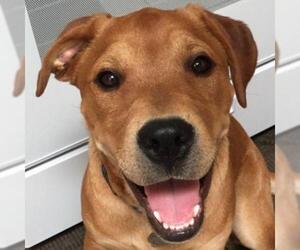 Labrador Retriever-Unknown Mix Dogs for adoption in Tucson, AZ, USA