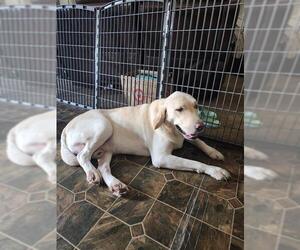 Labrador Retriever-Unknown Mix Dogs for adoption in San Antonio, TX, USA