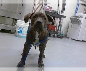 Labrador Retriever-Unknown Mix Dogs for adoption in Fayetteville, NC, USA