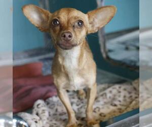 Chihuahua-Unknown Mix Dogs for adoption in San Antonio, TX, USA