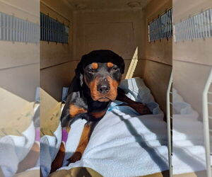 Rottweiler-Unknown Mix Dogs for adoption in Brewster, NY, USA