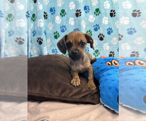 Pug-Unknown Mix Dogs for adoption in Chico, CA, USA
