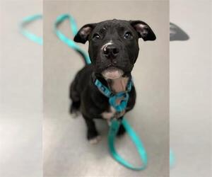 American Pit Bull Terrier Dogs for adoption in San Francisco, CA, USA